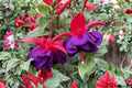 Fuchsia ‘David’ | Hardy Fuchsia Plant with Red Purple Flowers | Hummingbird Shade Plant | Long Blooming Perennial