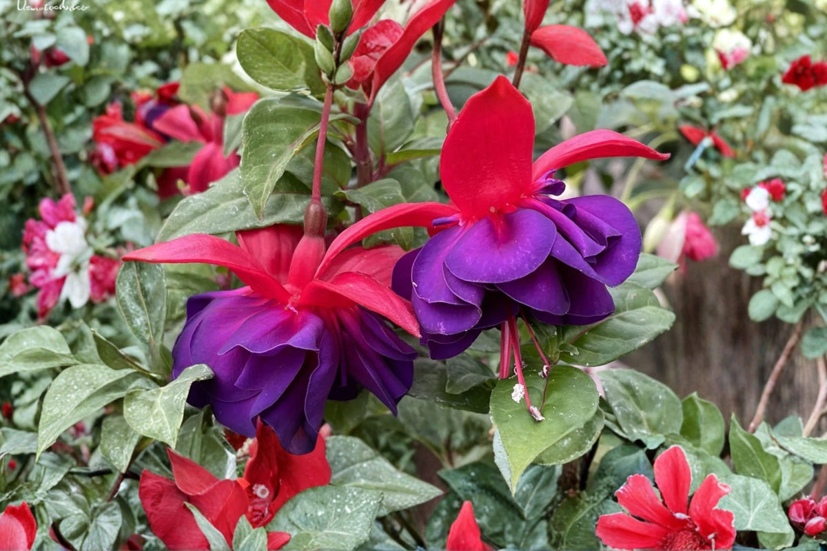 Fuchsia ‘David’ | Hardy Fuchsia Plant with Red Purple Flowers | Hummingbird Shade Plant | Long Blooming Perennial