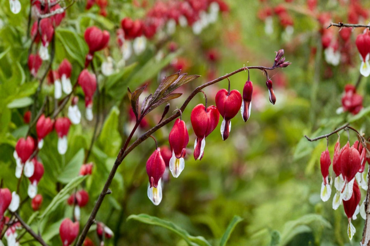 Dicentra ‘Valentine’ - Red Bleeding Heart Perennial in 4.5” Pot | Shade Loving, Deer Resistant
