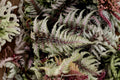 Athyrium niponicum ‘Silver Falls’ | Japanese Painted Fern | Shade Loving Perennial Fern | Silver Foliage Woodland Plant | Deer Resistant