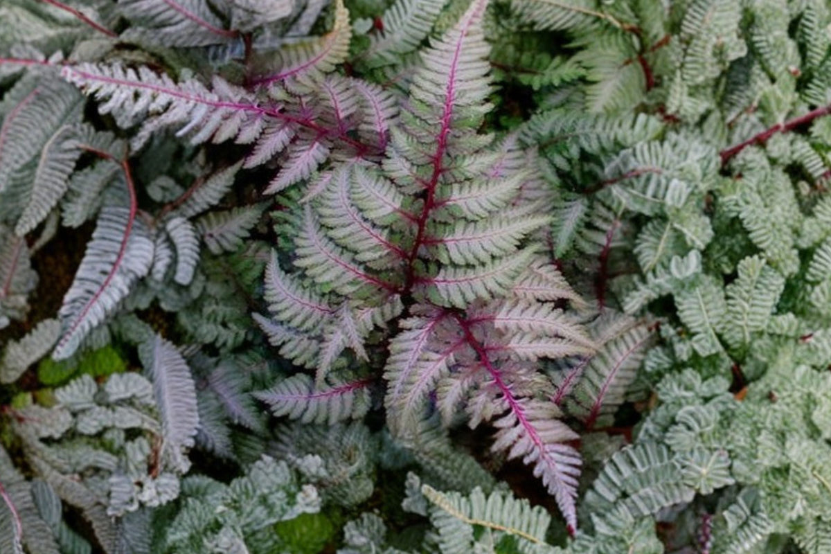 Athyrium niponicum ‘Regal Red’ | Japanese Painted Fern | Burgundy Silver Shade Fern | Deer Resistant Woodland Perennial | 3.5” Pot