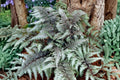 Athyrium niponicum ‘Red Beauty’ | Japanese Painted Fern in 3.5” Pot | Silver & Burgundy Shade Fern