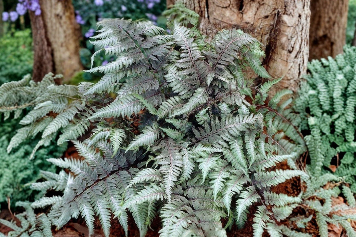 Athyrium niponicum ‘Red Beauty’ | Japanese Painted Fern in 3.5” Pot | Silver & Burgundy Shade Fern