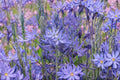 Camassia leichtlinii ‘Caerulea’ | Great Camas Lily Bulb | Native Blue Wildflower | Oregon Grown