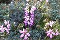 Erica x darleyensis ‘Furzey’ Winter Heather | Evergreen Shrub with Pink Blooms | Deer Resistant | 1 Gallon Pot