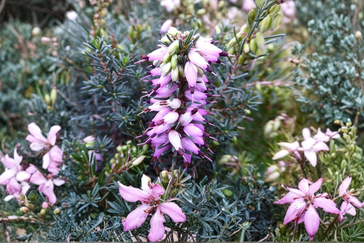 Erica x darleyensis ‘Furzey’ Winter Heather | Evergreen Shrub with Pink Blooms | Deer Resistant | 1 Gallon Pot