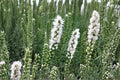 Liatris spicata ‘Floristan White’ | White Blazing Star Bareroot Bulb | Pollinator Perennial