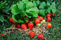 Hood Strawberry Plant | June Bearing Fragaria × ananassa | Sweet Heirloom Strawberry