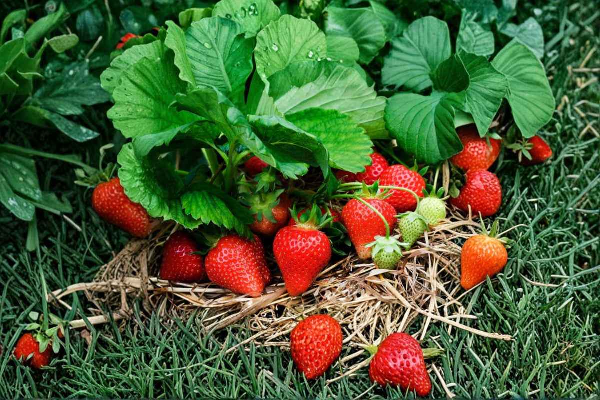 Hood Strawberry Plant | June Bearing Fragaria × ananassa | Sweet Heirloom Strawberry