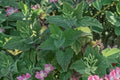 Catnip Plant | Nepeta cataria | Live Perennial Herb | Pollinator-Friendly Catmint