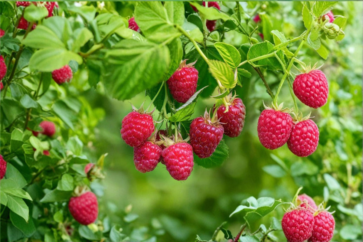 Amity Raspberry Plant | Everbearing Red Raspberry | Rubus idaeus Berry Plant