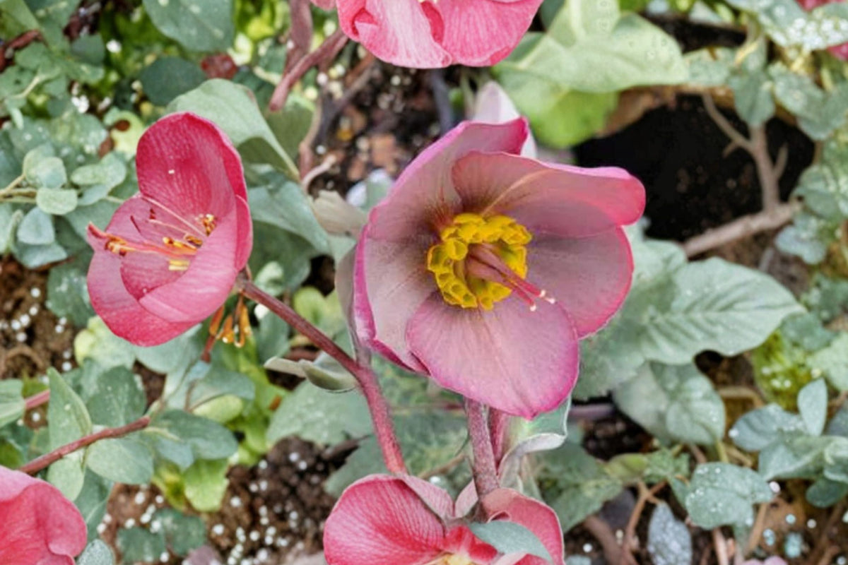 Lenten Rose ‘Dorothy’s Dawn’ | Frostkiss Series Evergreen Shade Perennial | Winter Blooming Deer Resistant Hellebore