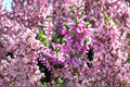 Calluna ‘Renate’ Heather Plant | Evergreen Scottish Heather with Purple Winter Color | Hardy Groundcover Shrub