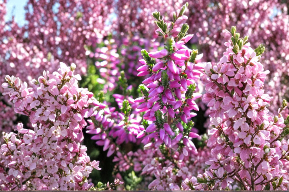 Calluna ‘Renate’ Heather Plant | Evergreen Scottish Heather with Purple Winter Color | Hardy Groundcover Shrub