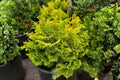 Gold Drop Hinoki Cypress | Chamaecyparis obtusa ‘Gold Drop’ | Dwarf Evergreen Conifer | Golden Cypress Shrub