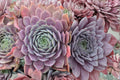 Sempervivum ‘Centennial’ | Cold Hardy Purple Evergreen Hens and Chicks Succulent Plug Plant