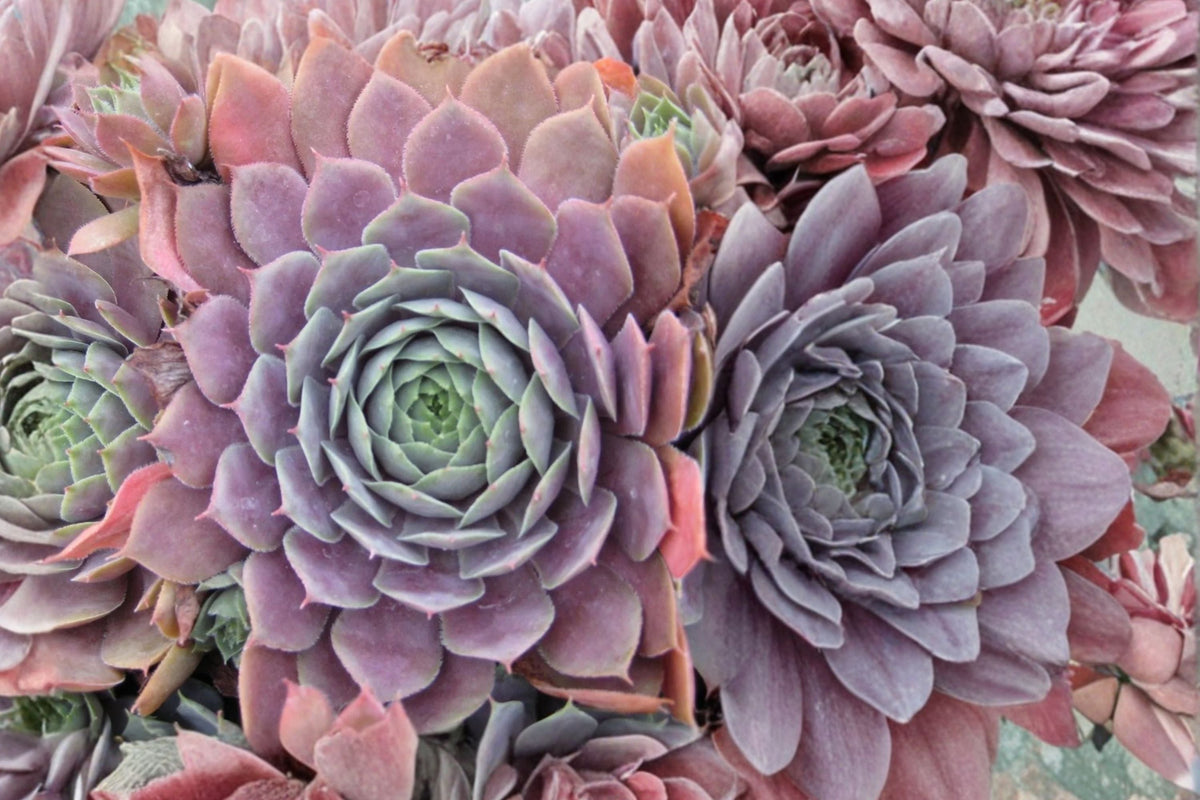 Sempervivum ‘Centennial’ | Cold Hardy Purple Evergreen Hens and Chicks Succulent Plug Plant