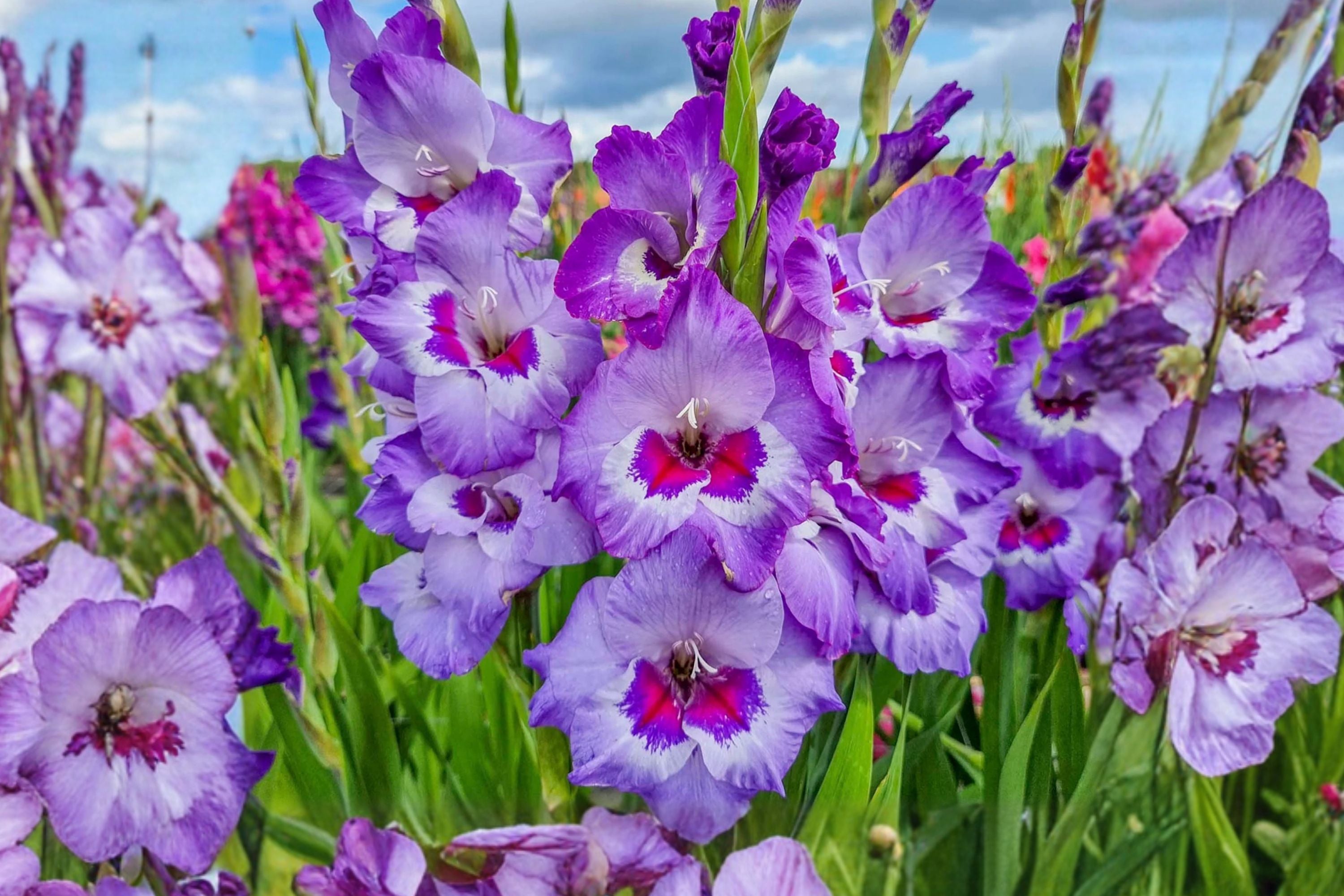 Gladiolus ‘Vista’ Purple & White Sword Lily Bulbs | Tall Summer Blooming Perennial