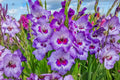 Gladiolus ‘Vista’ Purple & White Sword Lily Bulbs | Tall Summer Blooming Perennial