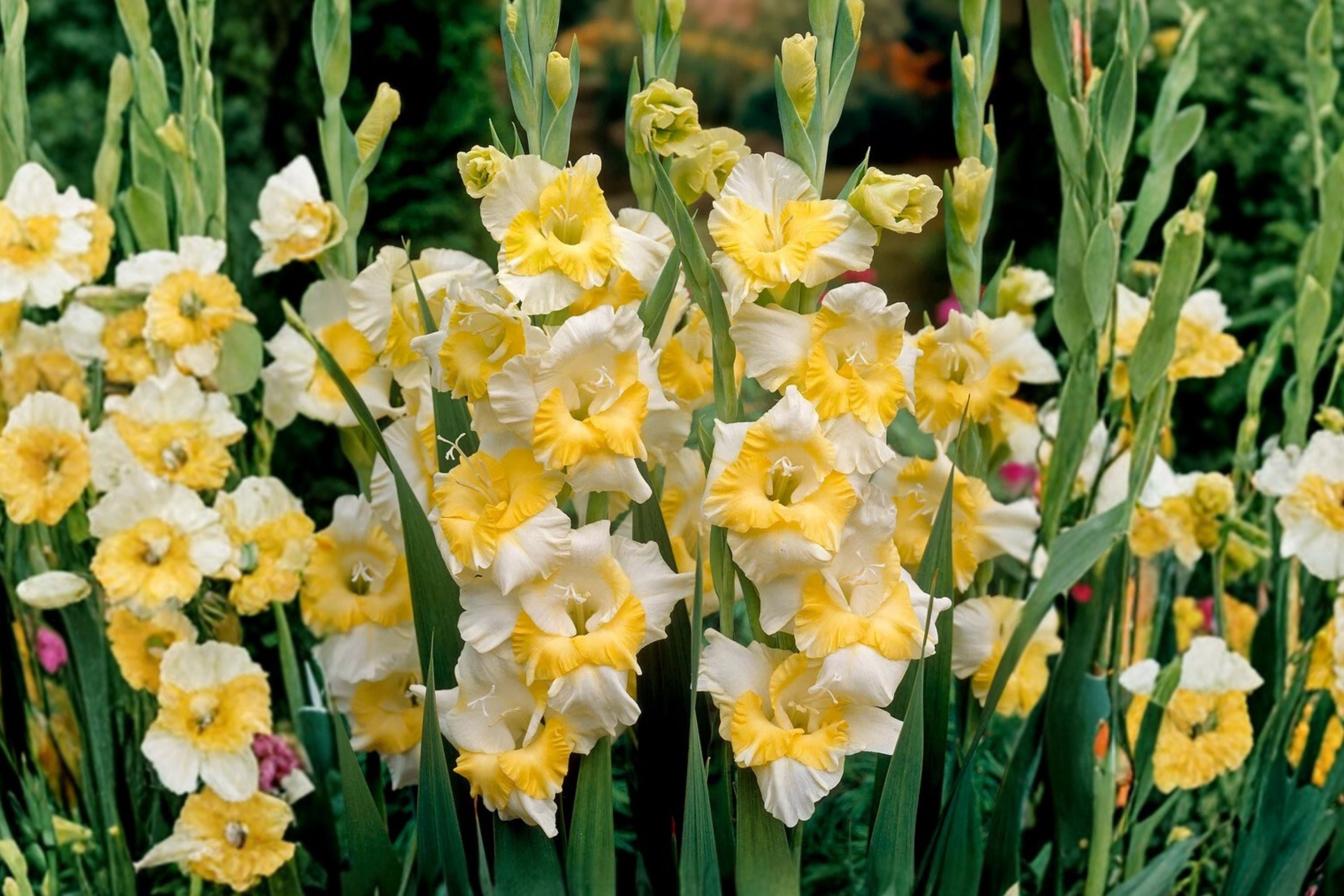 Gladiolus ‘Buggy’ | White & Yellow Sword Lily Bulbs | Tall Summer Blooming Perennial
