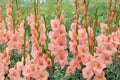 Gladiolus ‘Georgia Peach’ | Peach Sword Lily Bulbs | Tall Summer Blooming Perennial