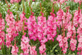 Gladiolus ‘Violet King’ Purple Sword Lily Bulbs | Tall Summer Blooming Perennial