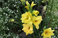 Gladiolus ‘Charisma’ Yellow Sword Lily Bulbs | Tall Summer Blooming Perennial