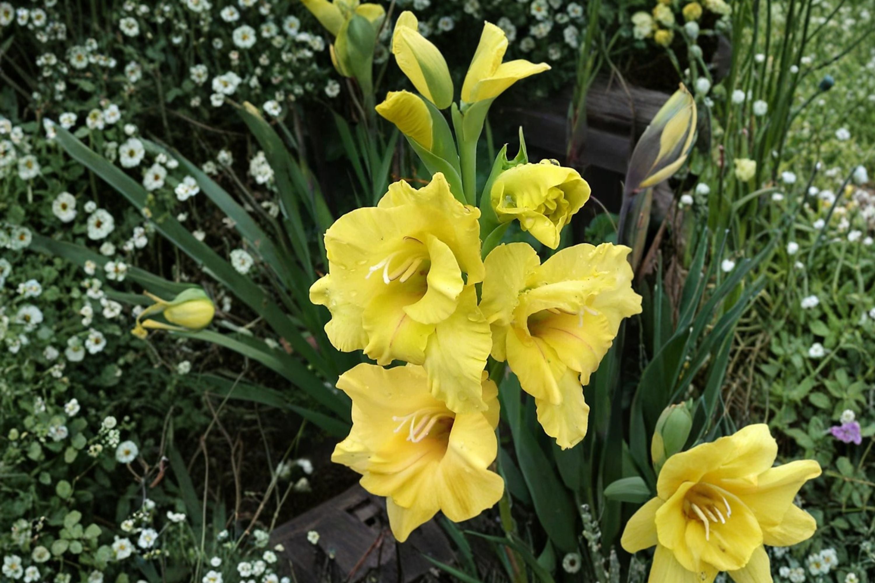 Gladiolus ‘Charisma’ Yellow Sword Lily Bulbs | Tall Summer Blooming Perennial