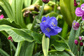 Tradescantia ‘Leonora’ | Spiderwort Perennial with Violet Blue Flowers | Pollinator Friendly Shade Plant