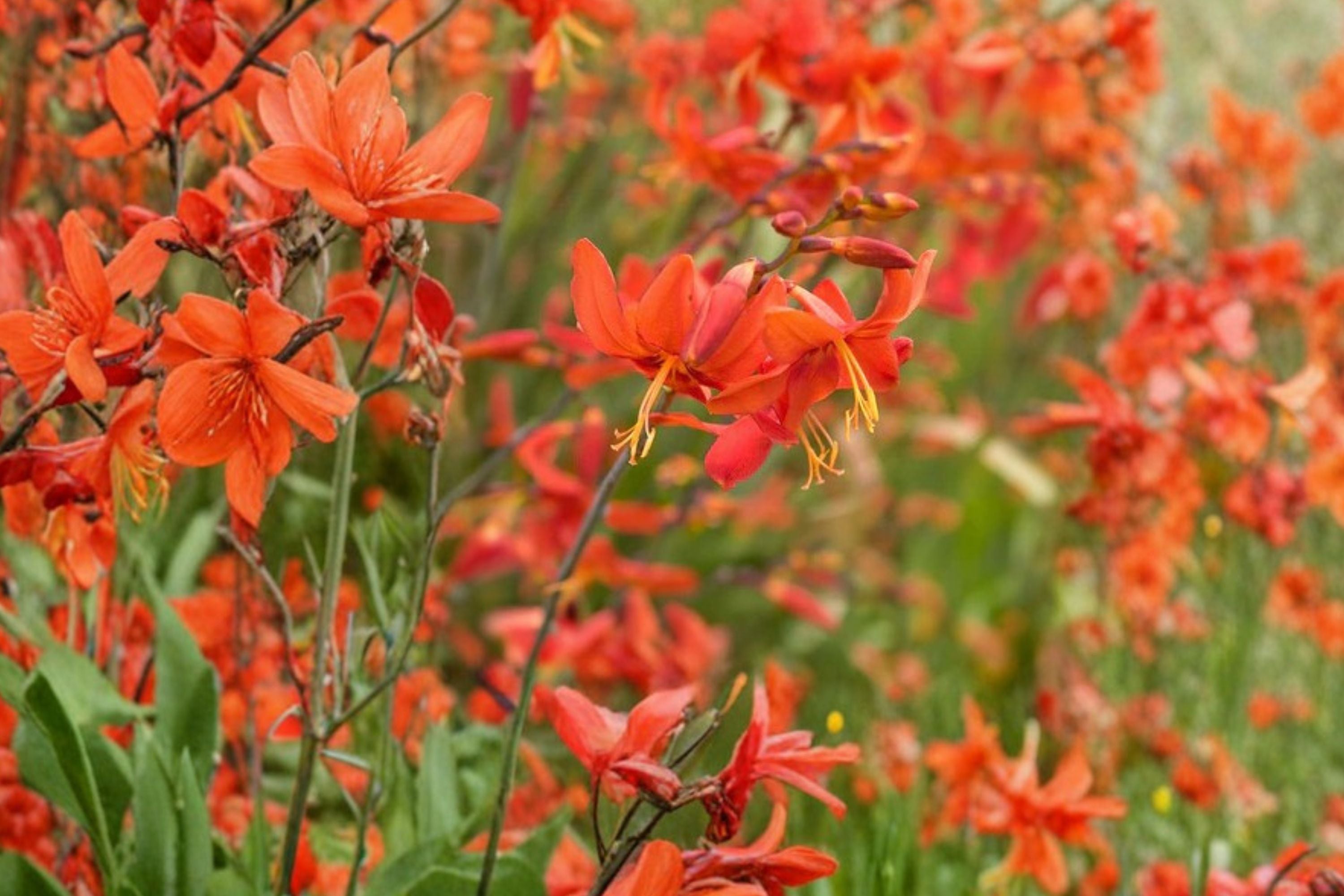 Crocosmia ‘Babylon’ Orange Red Montbretia Bulbs | Summer Blooming Perennial Hummingbird Flower
