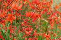 Crocosmia ‘Babylon’ Orange Red Montbretia Bulbs | Summer Blooming Perennial Hummingbird Flower