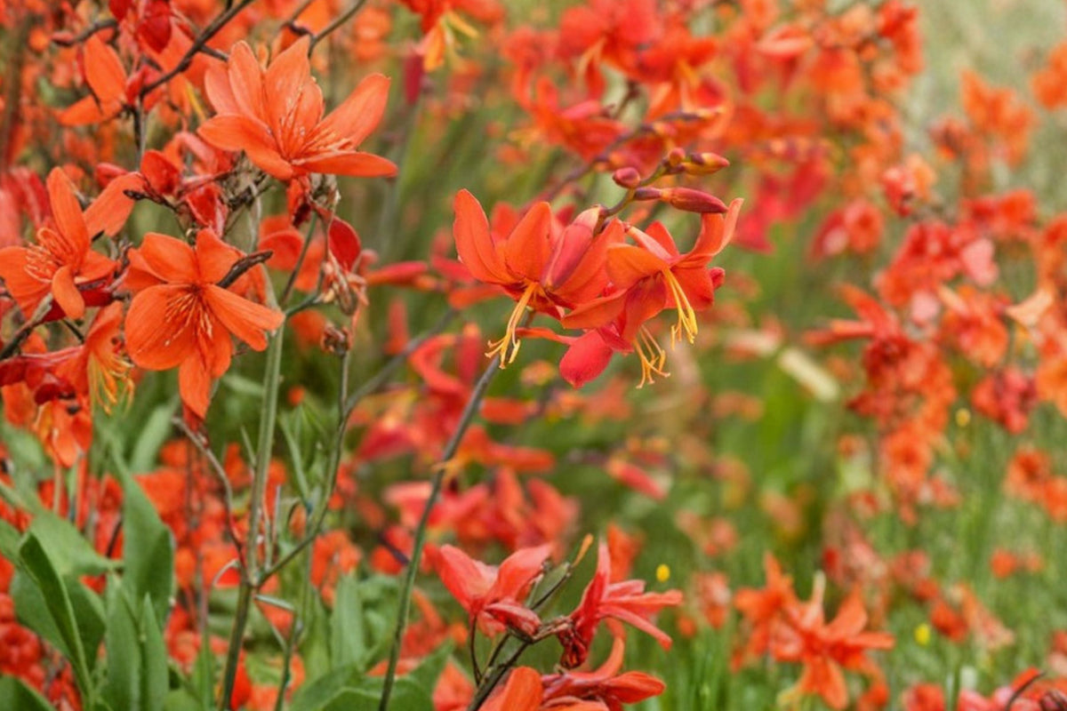 Crocosmia ‘Babylon’ Orange Red Montbretia Bulbs | Summer Blooming Perennial Hummingbird Flower
