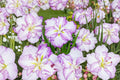 Iris ensata ‘Carrot Cake’ | Japanese Water Iris | Moisture Loving Perennial Bareroot Plant
