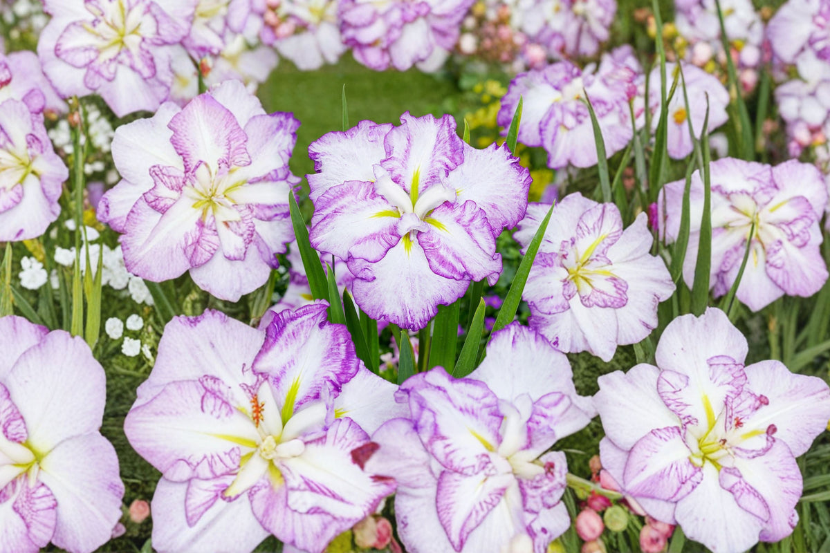 Iris ensata ‘Carrot Cake’ | Japanese Water Iris | Moisture Loving Perennial Bareroot Plant