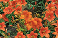 Hemerocallis ‘Mauna Loa’ | Apricot Orange Reblooming Daylily | Hardy Perennial Flower | Bareroot Plant