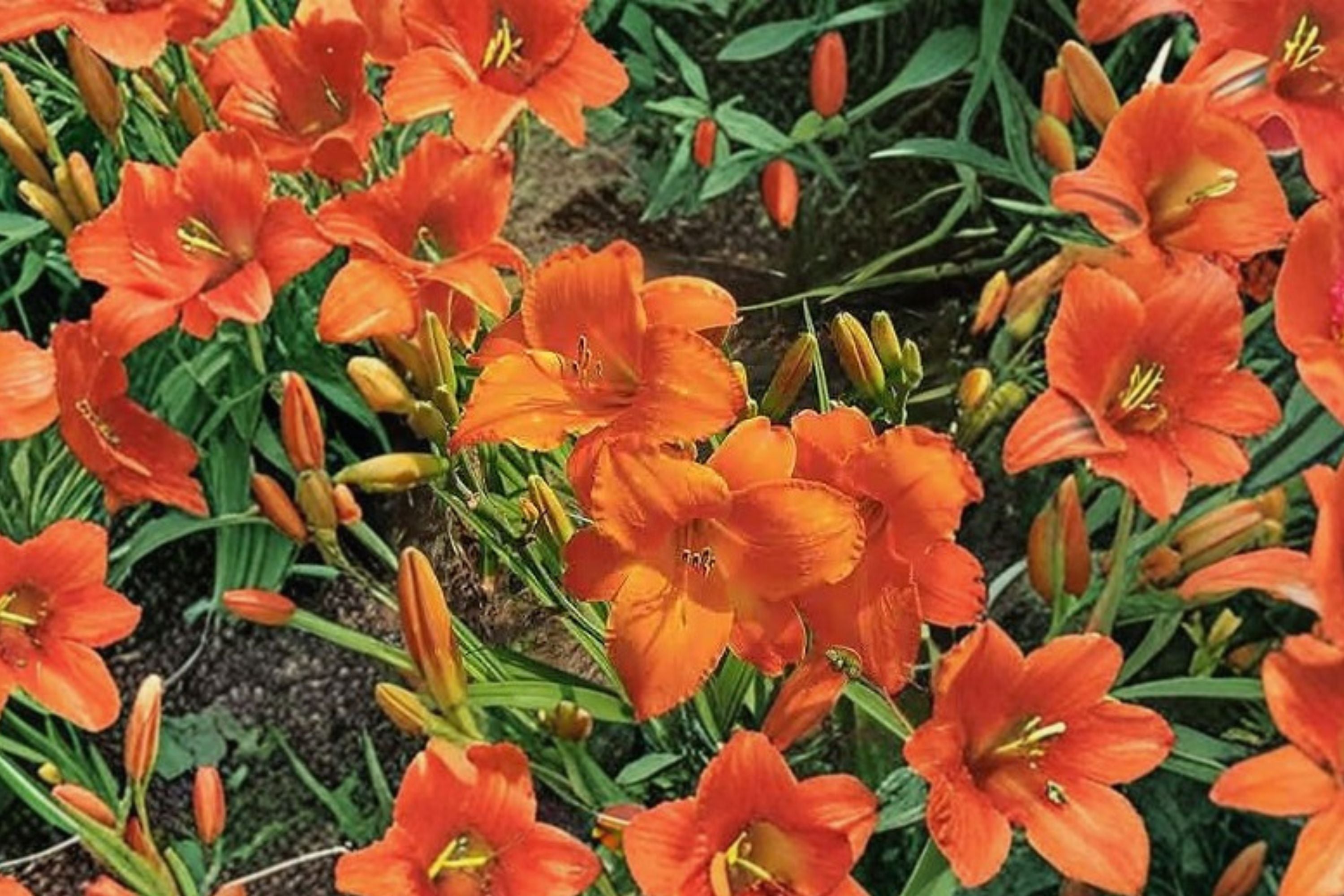 Hemerocallis ‘Mauna Loa’ | Apricot Orange Reblooming Daylily | Hardy Perennial Flower | Bareroot Plant