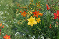 5 Bareroot Crocosmia Mix | Grower’s Choice Montbretia Collection | Hummingbird-Friendly Perennial Bulbs