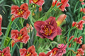 Hemerocallis ‘Night Embers’ | Reblooming Burgundy Double Daylily | Fragrant Perennial Bareroot Plant