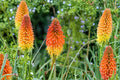 Kniphofia ‘Mango Popsicle’ | Orange Red Hot Poker Perennial | 1 Gallon Live Plant