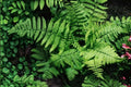 Dryopteris x complexa | Buckler Fern | Hardy Shade Fern in 3.5" Pot