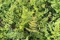 Dryopteris nipponensis | Wide Leaf Autumn Fern | Hardy Shade Evergreen Fern in 3.5" Pot