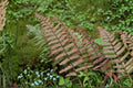Dryopteris lepidopoda | Sunset Fern | Hardy Shade Evergreen Fern in 3.5" Pot