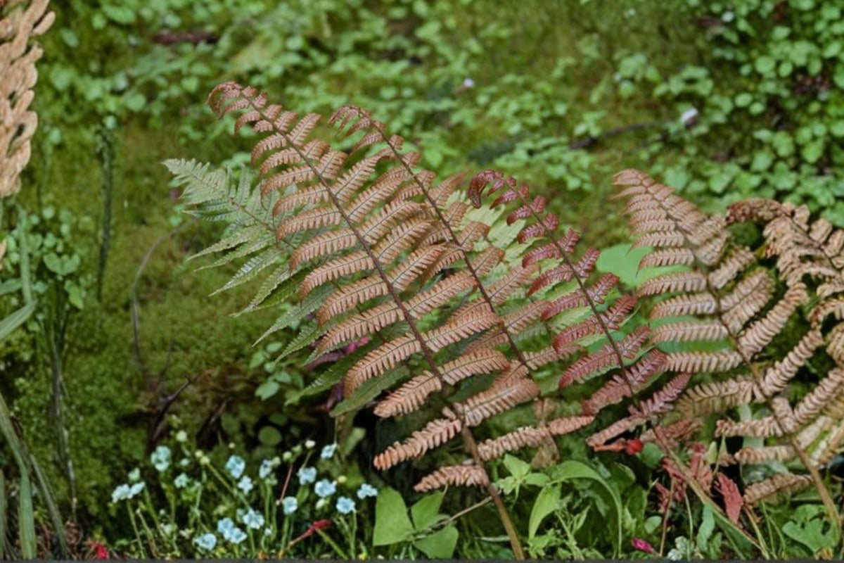 Dryopteris lepidopoda | Sunset Fern | Hardy Shade Evergreen Fern in 3.5" Pot
