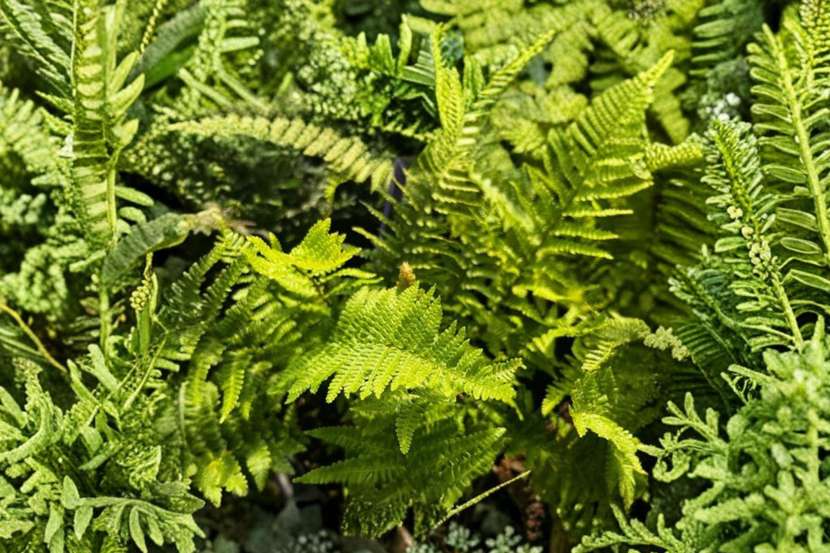 Dryopteris affinis 'Crispa Congesta' | Dwarf Evergreen Fern in 3.5" Pot | Shade & Woodland Garden Plant