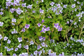 Lindernia grandiflora | Blue Moneywort Trailing Perennial Groundcover in 3.5" Pot