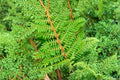 Polystichum setiferum 'Proliferum Wollastonii' | Soft Shield Fern | Evergreen Shade Fern in 3.5" Pot