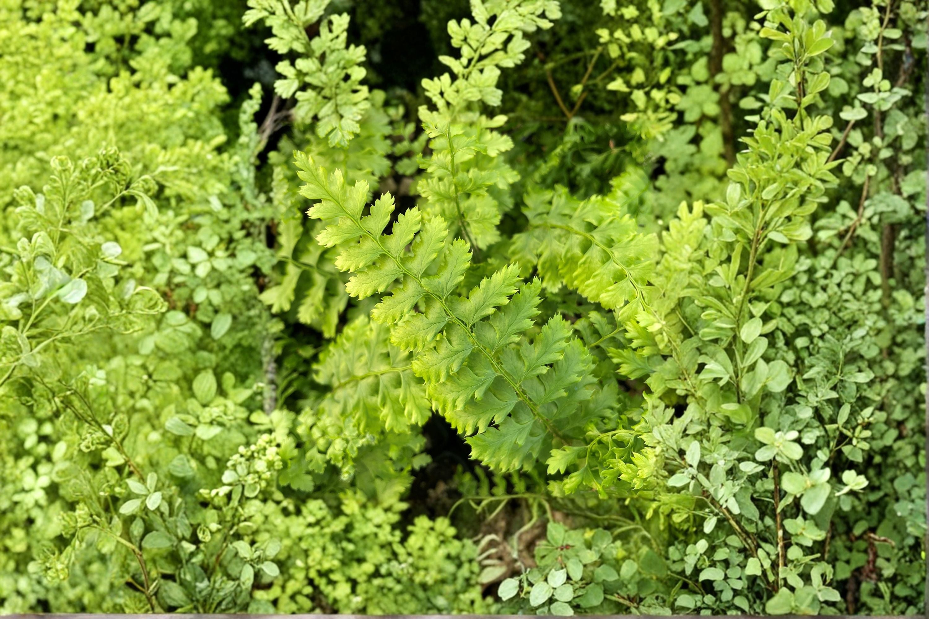 Polystichum setiferum 'Congestum' | Dwarf Shield Fern | Evergreen Shade Fern | Compact Woodland Fern