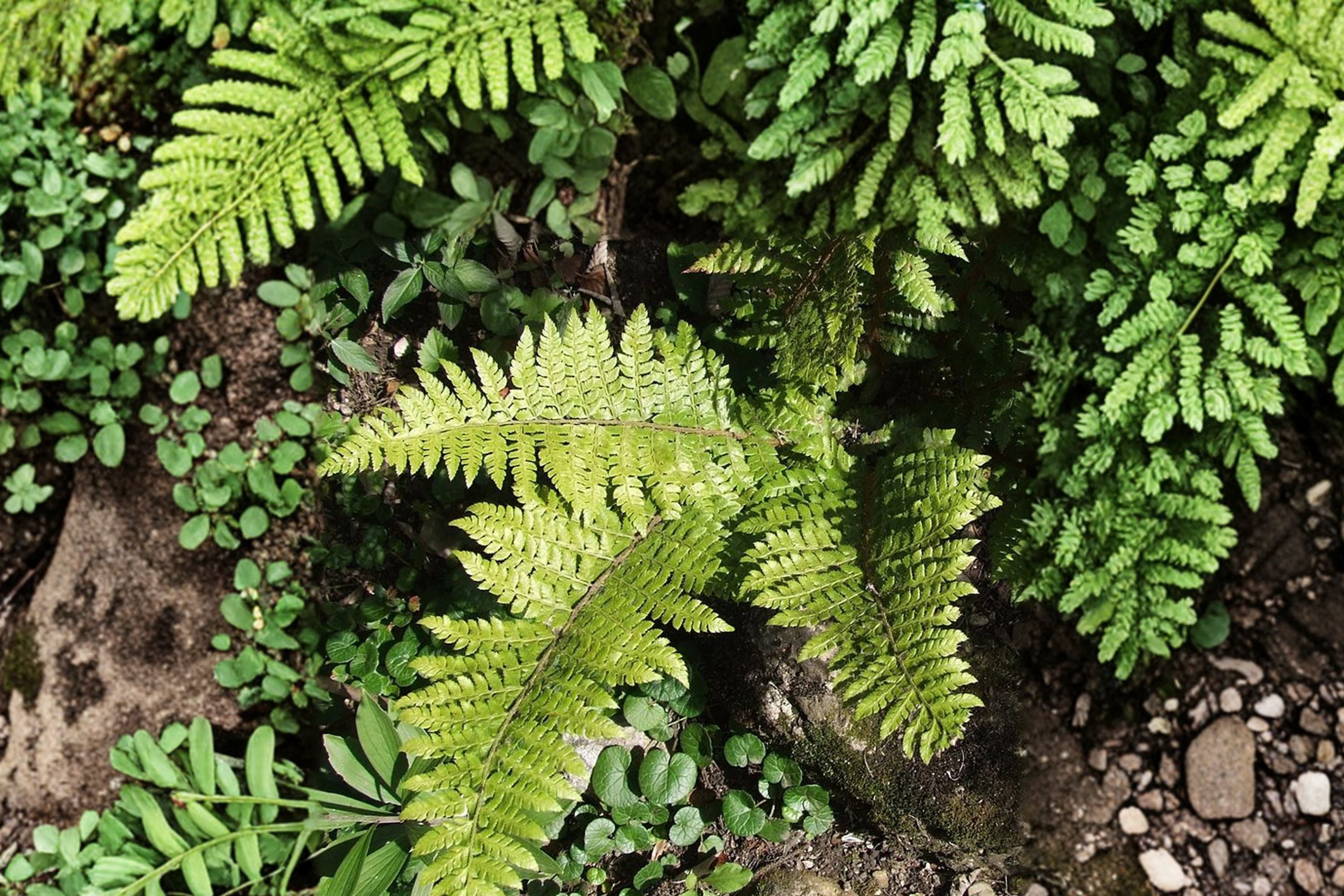 Polystichum braunii - Prickly Shield Fern | Hardy Evergreen Shade Fern in 3.5" Pot