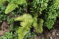 Polystichum braunii - Prickly Shield Fern | Hardy Evergreen Shade Fern in 3.5" Pot