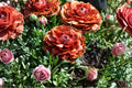 Ranunculus 'Cafe au Lait' Bareroot Bulbs | Peony-Style Spring Flowers for Cut Gardens